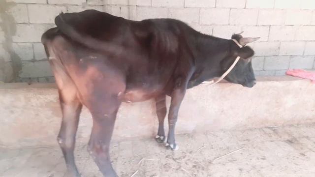 +998902052128 ☎️БИЗ УША ЖОЙДИ ТОПТИГ АКАМИЗ ОРЗОН СОТЙАПТИ УЛГРИБ КОЛИН ДУСЛАР,,🏃🚗