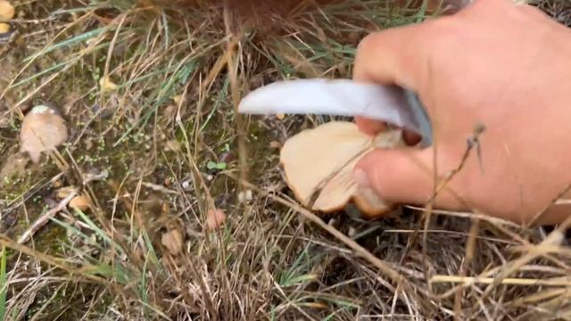 MIS PRIMERAS SETAS DE CARDO 2022 смотреть онлайн