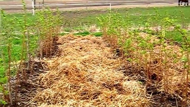 Увеличиваем побегообразование малины смотреть онлайн