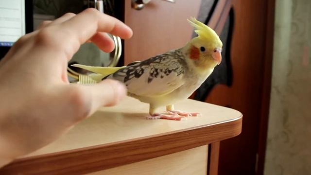 Почесоны для девочки-кореллы / Pettings For The Cockatiel Girl