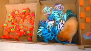 Хомяк в Лабиринте. Сирийский Хомячок Бобби в Лабиринте с Препятствиями. Hamster