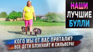 5 собак породы Американский Булли из нашего лучшего помета! Какими стали в 1,5 года? Будут плавать?
