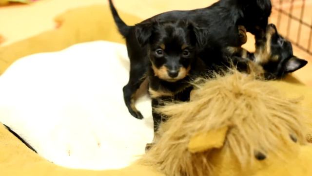 Щенки Пет Стайл смотреть онлайн