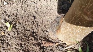 Павловния, прирост за сезон, два варианта обрезки кроны.