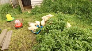 Клематисы расцвели🌸🥀🌼 Гусята растут🦢 Петя заботится о своих детях 🐔🐥🐤Живем в своем доме на Ку