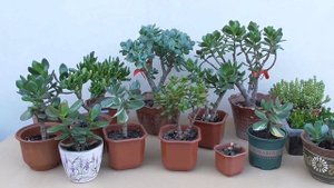 Денежное дерево Толстянка Коллекция денежных деревьев на конец лета 2021