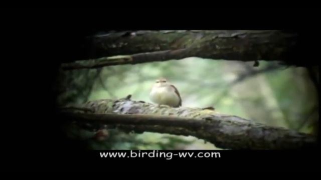 New River Birding and Nature Festival Swainson's trip смотреть онлайн