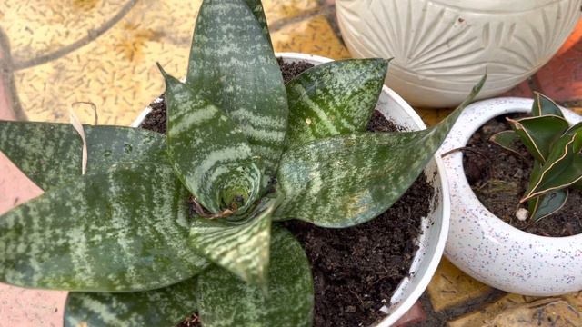 Snake plant/ Sansevieria care in winter|| My snake plant collection with care & propagation tips