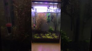 Аквариум травник на 10 литров. Борьба с нитчаткой с помощью АльгоШок