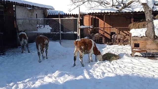 Выпустили телят. Справлялись с помощником.