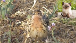 Краснозобый конек - Anthus cervinus
