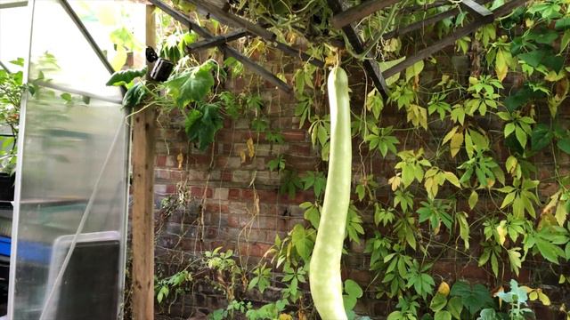 My Lock-Down Garden Update | City Vegetable Gardener | Shoker Bagan смотреть онлайн