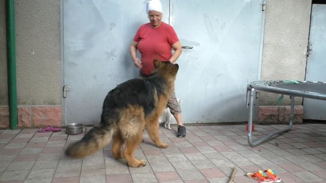 Настоящий ГИГАНТ! Дакару 8 месяцев! Кобель Длинношерстной Немецкой Овчарки, совсем ещё щенок Одесса