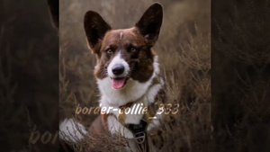 Вельш корги кардиган 🐶