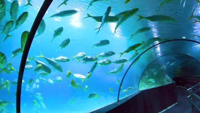 Когалым - жемчужина Западной Сибири. Поплавал с акулами. Обзор. смотреть онлайн