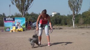 Dog Puller Запорожье 26.09.15, прыжки пудель