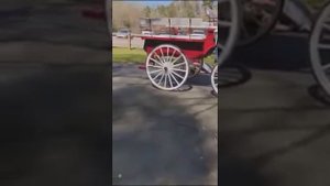 #Питбуль напал на прогулочную #лошадь!