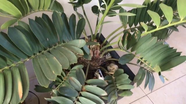 ✅Cómo cuidar Planta ZAMIA, Reproducción de Zamia por BULBOS? смотреть онлайн