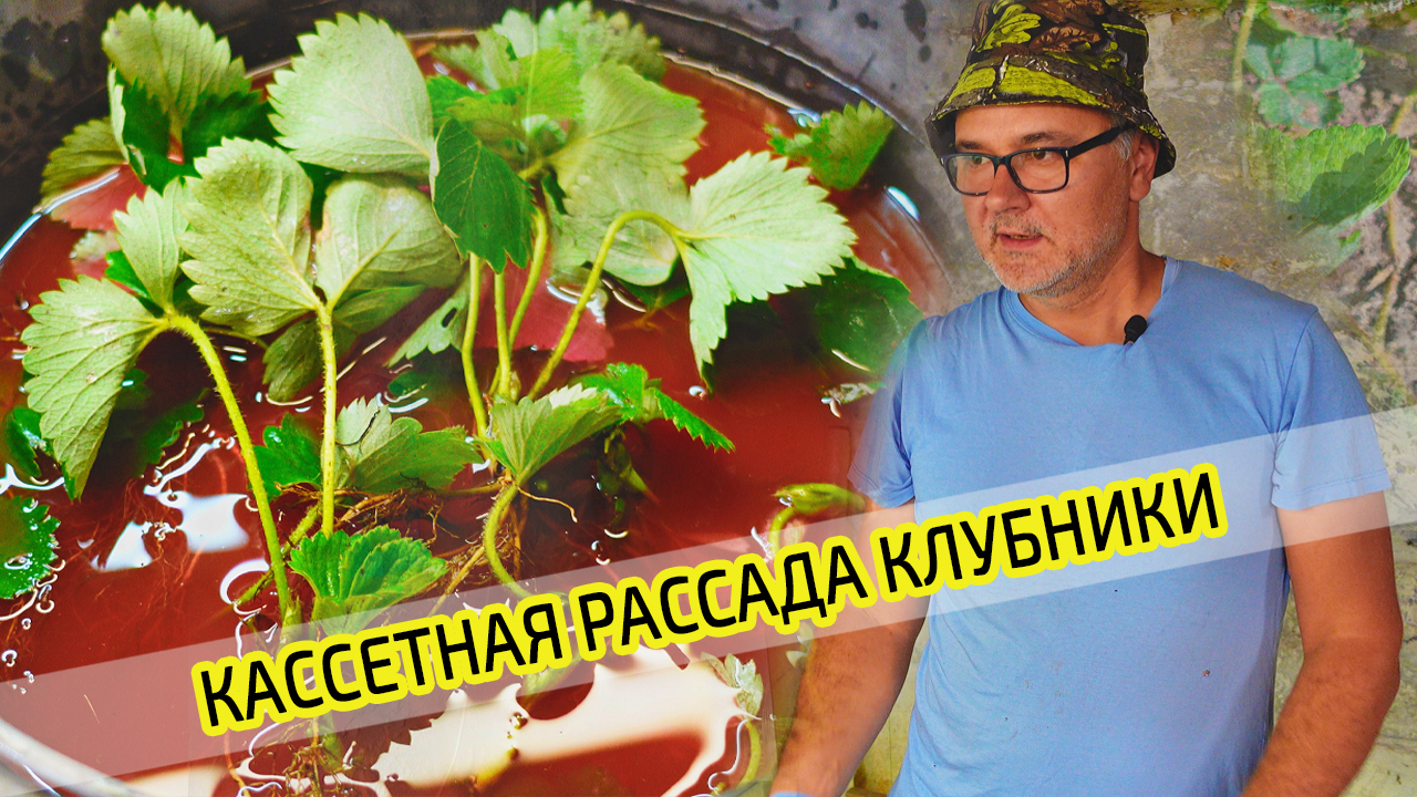 Клубника. Кассетная рассада. Все нюансы посадки клубники. Правильно садим усы клубники.