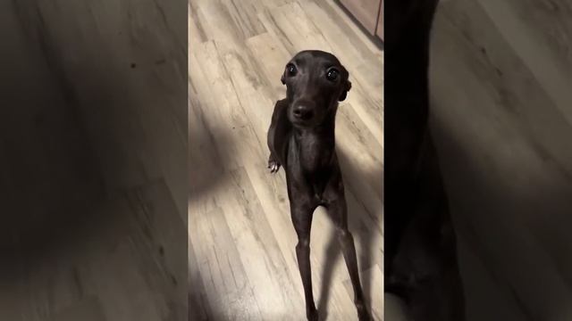 Левретка Габриэль #левретка #итальянскаялевретка #звезда #габриэль #питер #италия смотреть онлайн