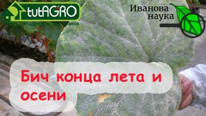Продлить урожай и сохранить! Чтобы тыквы не погнили, а розы перезимовали - поступите ТАК!