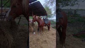 Уход  и управление лошадью