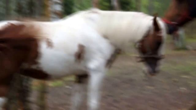 Жизнь пегой лошади - Аризоны I Life pinto the horse is Arizona смотреть онлайн