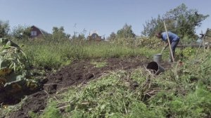 СБОР УРОЖАЯ 2022 КАРТОФЕЛЯ.ВЫХОДНОЙ ДЕНЬ НА ГРЯДКАХ.