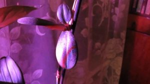 Подсветка комнатных цветов фитолампой