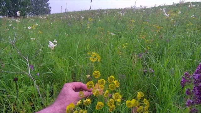 Заготовка зверобоя, душицы, иван-чая. смотреть онлайн
