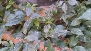 Копеечное средство для борьбы с пауками. 100% ЭФФЕКТ