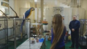 Дрессированный ПОПУГАЙ АРА Выполняет Команды. сложные трюки