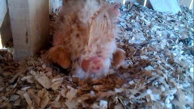 Как курица несёт яйцо смотреть онлайн