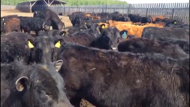 Товарный и племенной скот - оптовая продажа смотреть онлайн