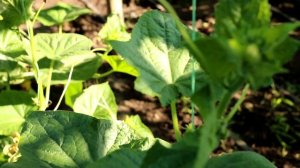 Обработайте этим огурцы и паутинному клещу конец! Всегда так опрыскиваю огурцы от паутинного клеща