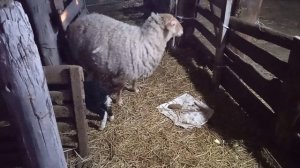 Как отдать чужëго ягненка другой овце