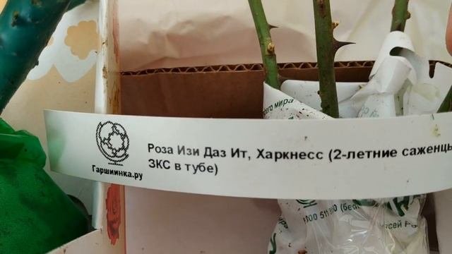 РОЗЫ ИЗ ГАРШИНКИ. СМОТРИМ ПОСЫЛКУ, САЖАЕМ.