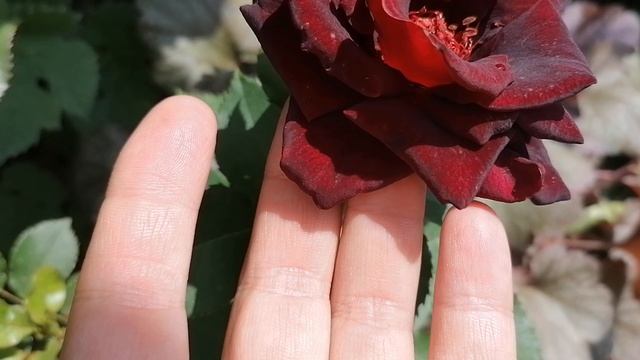 Бордовая роза с красными тычинками. Что это за сорт? Июнь 2023