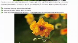 Гравилат. Способы посадки. Уход.