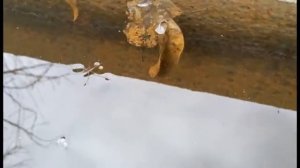 Передвижение водомерки в замедленной съемки