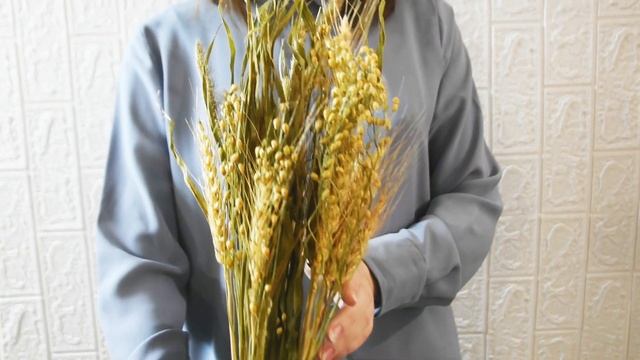 Сетария, пшеница, пшеница тритикум, горный сухоцвет, букет из сухоцветов смотреть онлайн