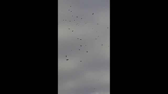 Голуби мои не хотят летать, а Юры летят супер голуби. смотреть онлайн