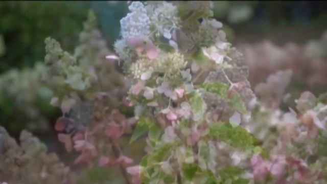 КРАСИВЫЕ ЦВЕТЫ ГОРТЕНЗИЯ РОЗА И.Т.Д #гортензия #роза #воронеж #ямное смотреть онлайн