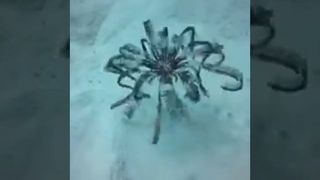 Морская перьевая звезда, Национальный парк Комодо, Индонезия ?? смотреть онлайн