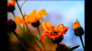 Чёрный Лукич - Завял Цветок