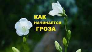 Как начинается гроза