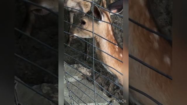 Парк «Лога» Вы такого никогда не видели!!!!! (Грозный-Ростов-Каменск-Шахтинский) 2 часть смотреть онлайн