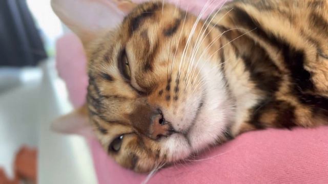 Лара делает вид что спит смотреть онлайн