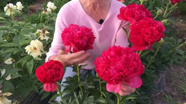 Command Performance Peony. Команд перфоманс пион. Пулков сад (2021)