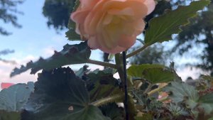 COMO cuidar la begonia con fragancia | begonia fragant falls peach